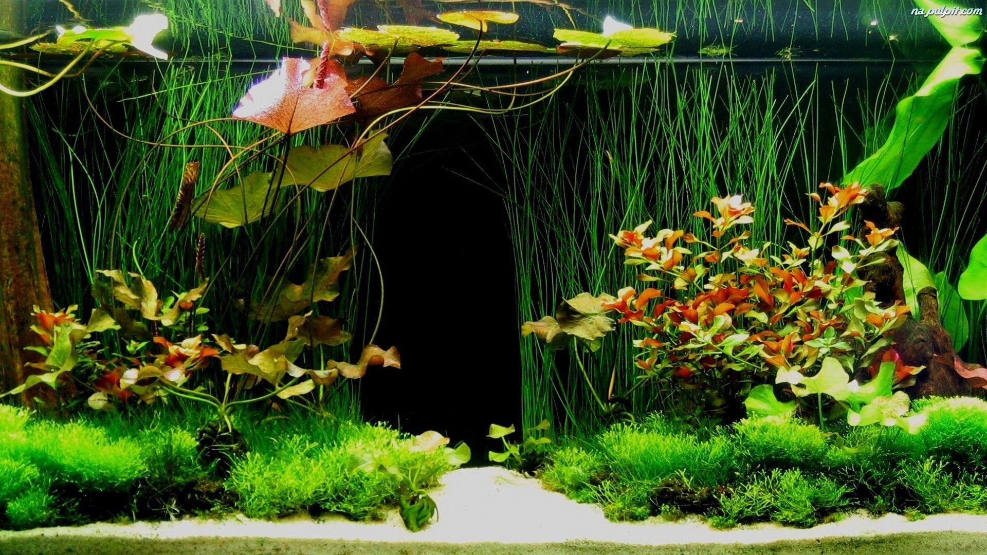 Aquaristics